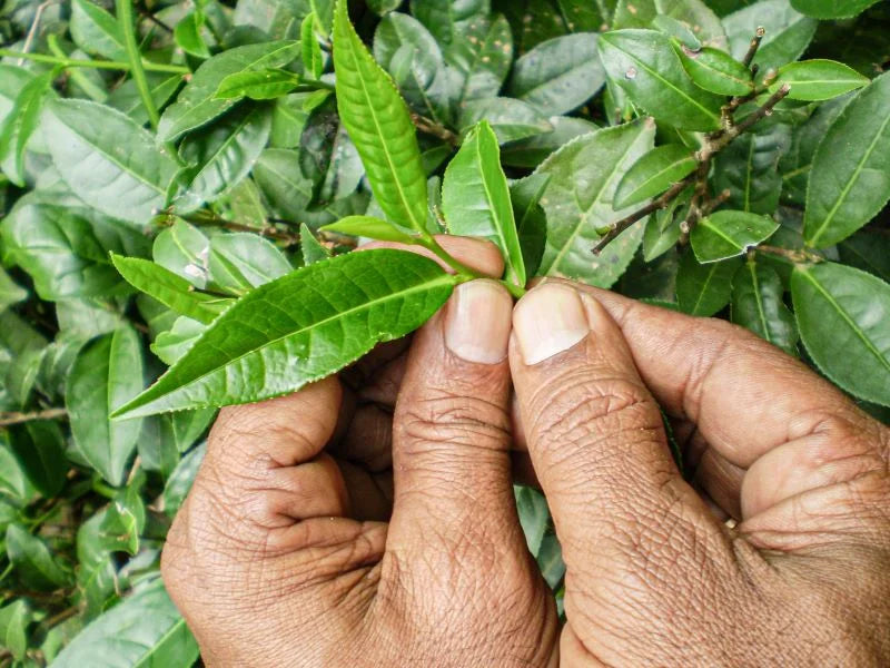 mani che tengono una piantina verde di te commercio equo e solidale